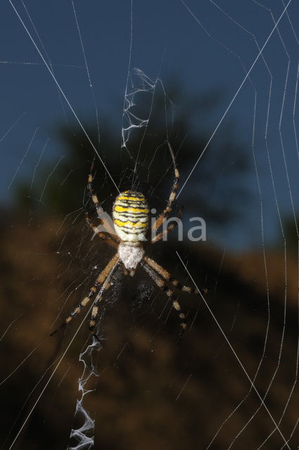 wasp spider (Argiope bruennichi)