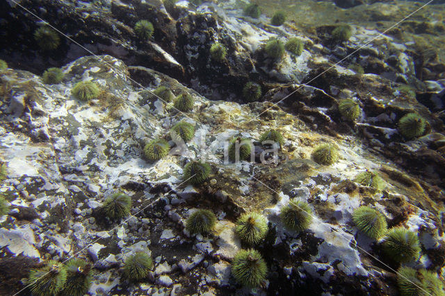 Sea urchin (Arbacia spec)