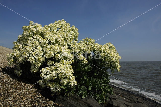 Zeekool (Crambe maritima)