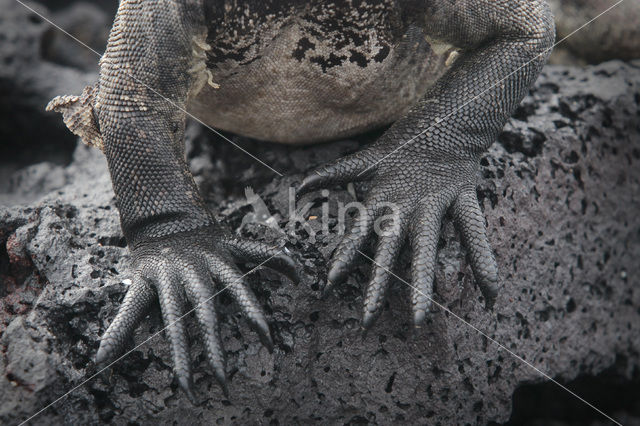 Marine Iguana (Amblyrhynchus cristatus)