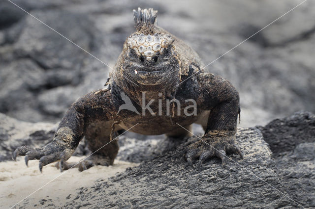 Marine Iguana (Amblyrhynchus cristatus)