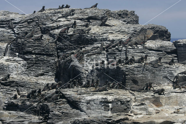 Marine Iguana (Amblyrhynchus cristatus)