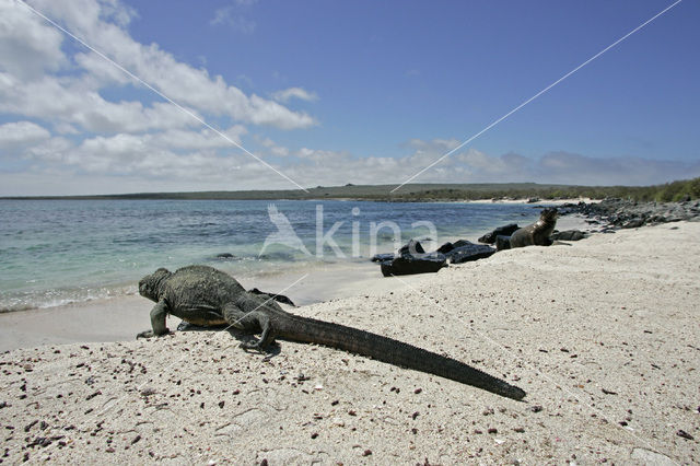 Marine Iguana (Amblyrhynchus cristatus)