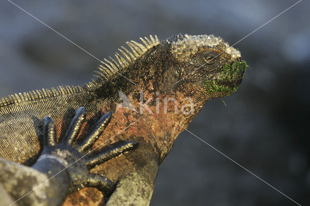 Marine Iguana (Amblyrhynchus cristatus)