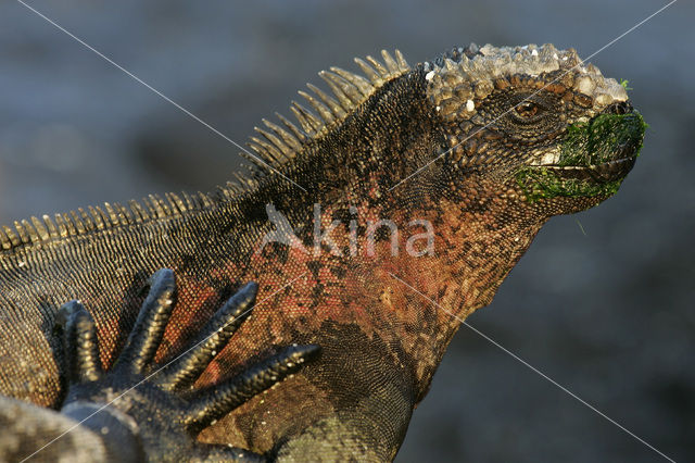 Marine Iguana (Amblyrhynchus cristatus)