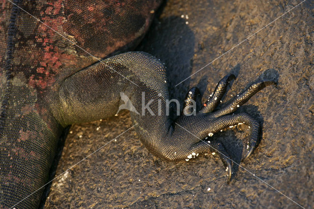 Marine Iguana (Amblyrhynchus cristatus)