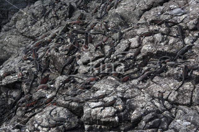 Marine Iguana (Amblyrhynchus cristatus)