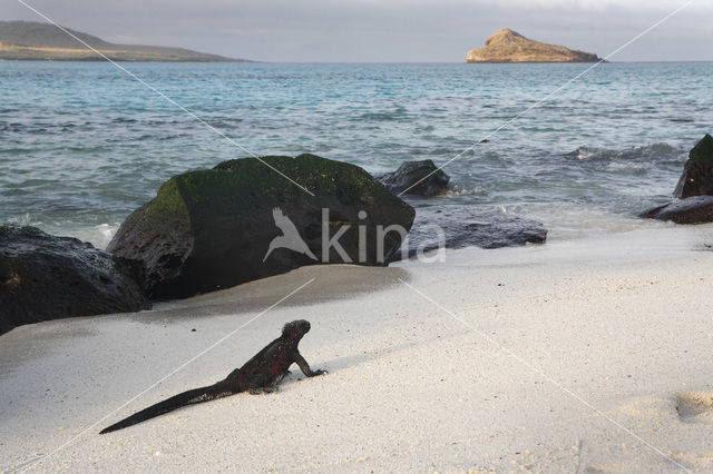 Marine Iguana (Amblyrhynchus cristatus)