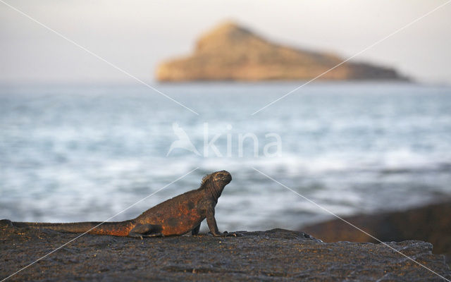 Marine Iguana (Amblyrhynchus cristatus)