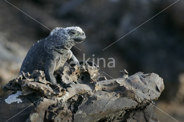 Marine Iguana (Amblyrhynchus cristatus)