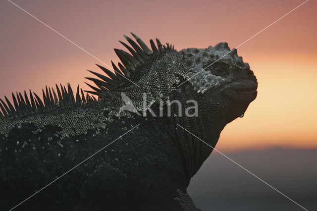 Marine Iguana (Amblyrhynchus cristatus)