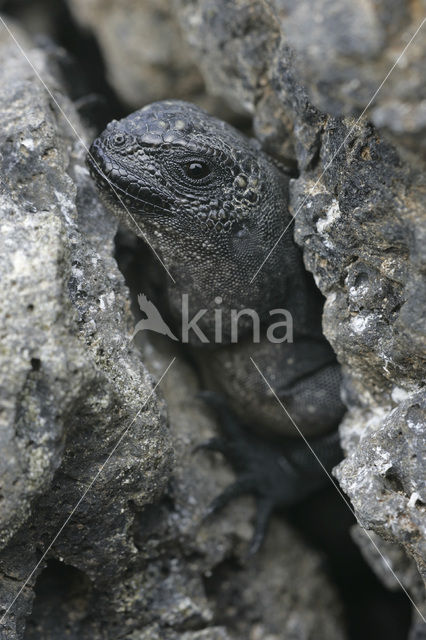 Marine Iguana (Amblyrhynchus cristatus)