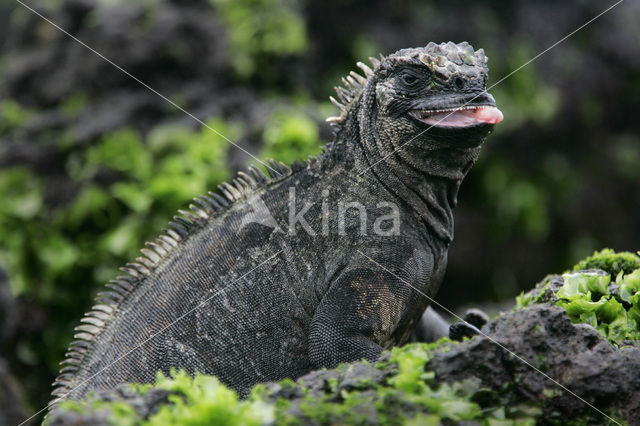 Marine Iguana (Amblyrhynchus cristatus)