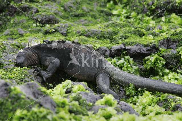 Marine Iguana (Amblyrhynchus cristatus)