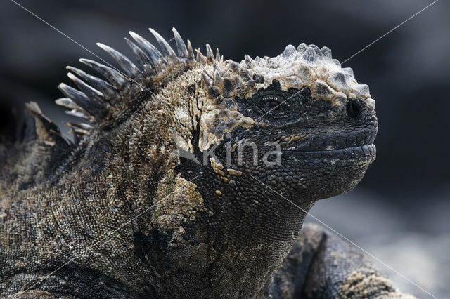 Marine Iguana (Amblyrhynchus cristatus)