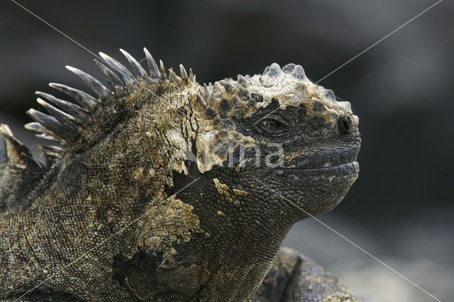 Marine Iguana (Amblyrhynchus cristatus)