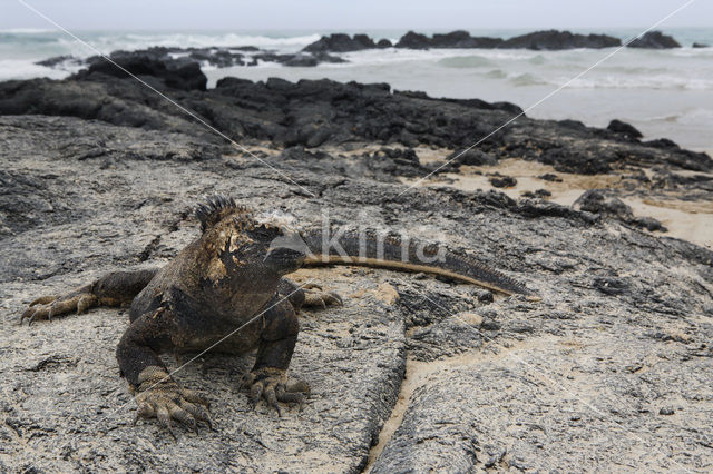 Marine Iguana (Amblyrhynchus cristatus)