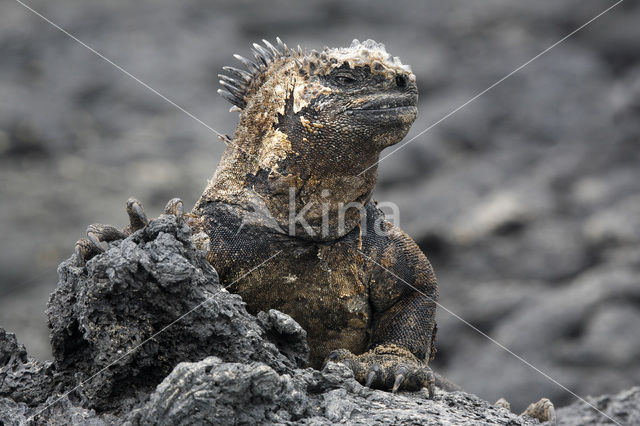 Marine Iguana (Amblyrhynchus cristatus)