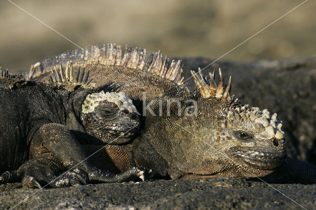 Marine Iguana (Amblyrhynchus cristatus)