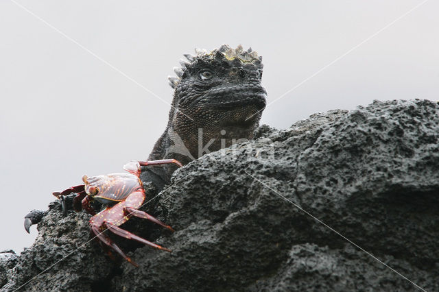 Marine Iguana (Amblyrhynchus cristatus)