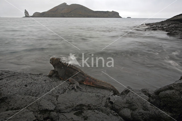 Marine Iguana (Amblyrhynchus cristatus)