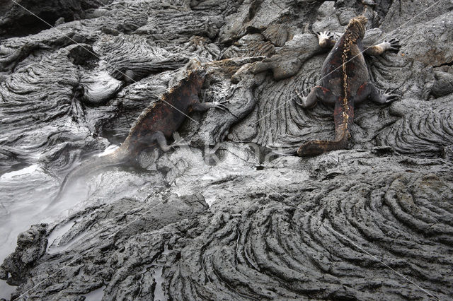 Marine Iguana (Amblyrhynchus cristatus)