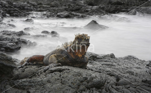 Marine Iguana (Amblyrhynchus cristatus)