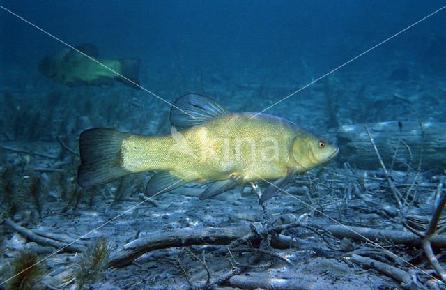 Tench (Tinca tinca)