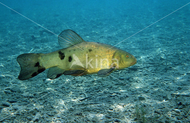 Tench (Tinca tinca)