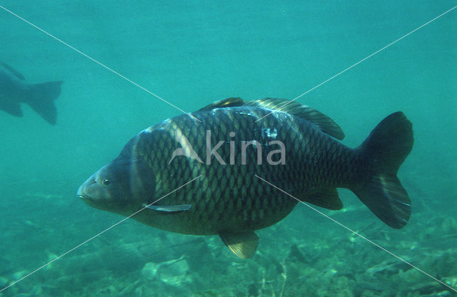 Tench (Tinca tinca)