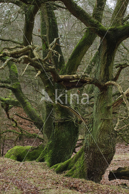 Common Oak