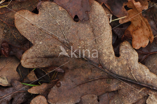 Common Oak