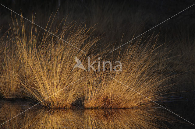 White Sedge (Carex curta)