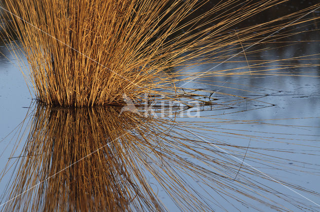 White Sedge (Carex curta)