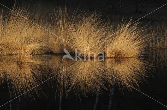 Zompzegge (Carex curta)