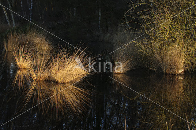 White Sedge (Carex curta)