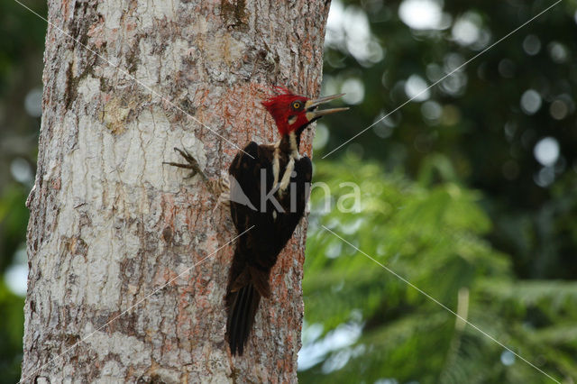 Crimson-crested Woodpecker (Campephilus melanoleucos)