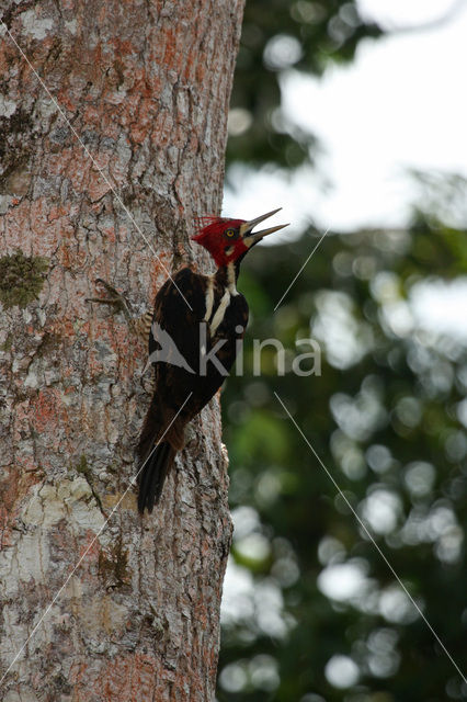 Crimson-crested Woodpecker (Campephilus melanoleucos)