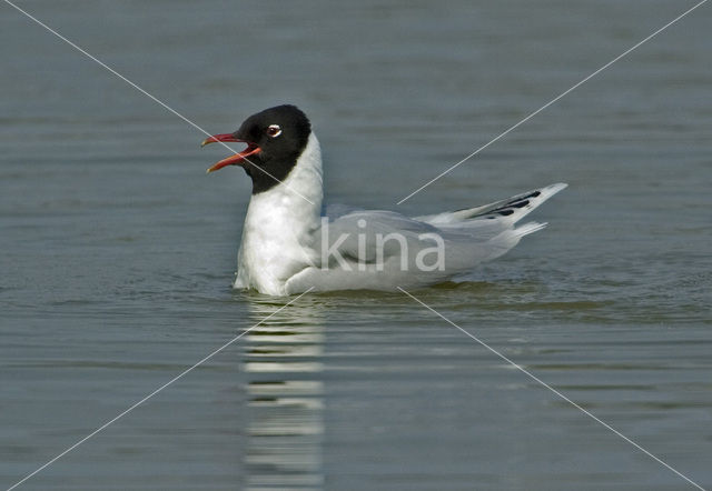 Zwartkopmeeuw (Larus melanocephalus)