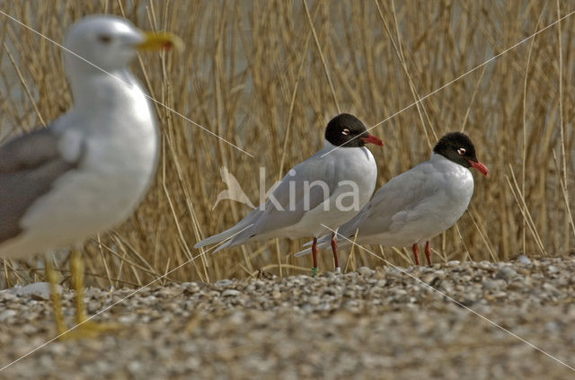 Zwartkopmeeuw (Larus melanocephalus)