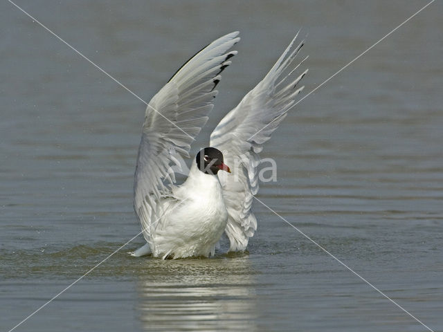 Zwartkopmeeuw (Larus melanocephalus)