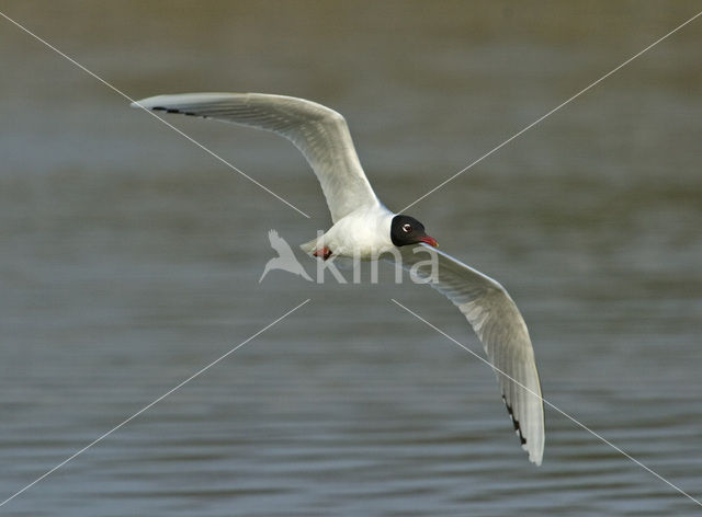 Mediterranean Gull (Larus melanocephalus)