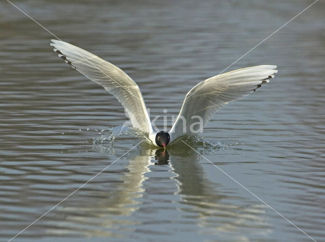 Zwartkopmeeuw (Larus melanocephalus)