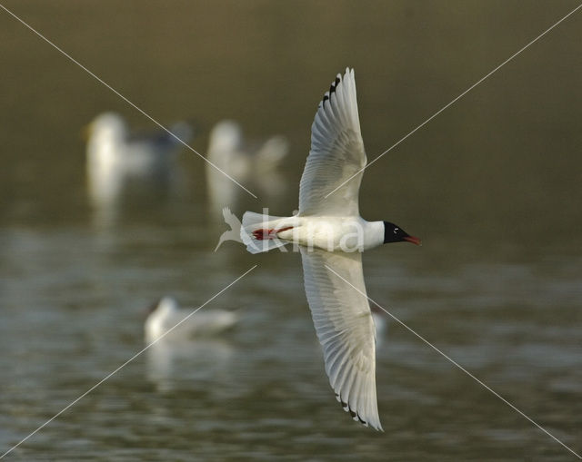 Zwartkopmeeuw (Larus melanocephalus)