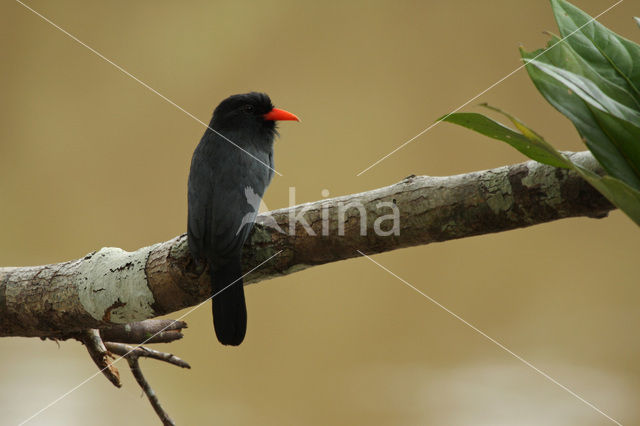 Black-fronted Nunbird (Monasa nigrifrons)