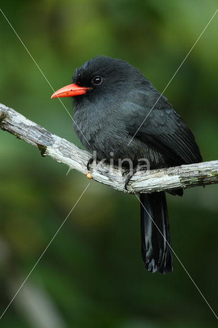 Black-fronted Nunbird (Monasa nigrifrons)