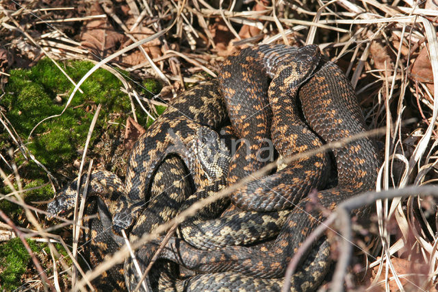 Common Viper (Vipera berus)