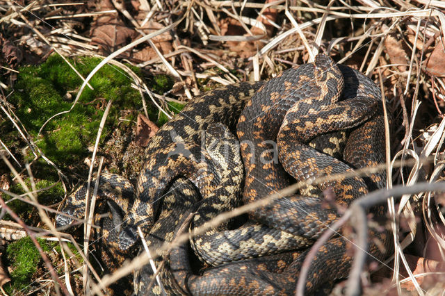 Common Viper (Vipera berus)