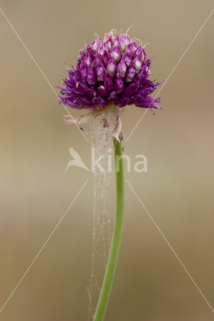 Allium sphaerocephalon