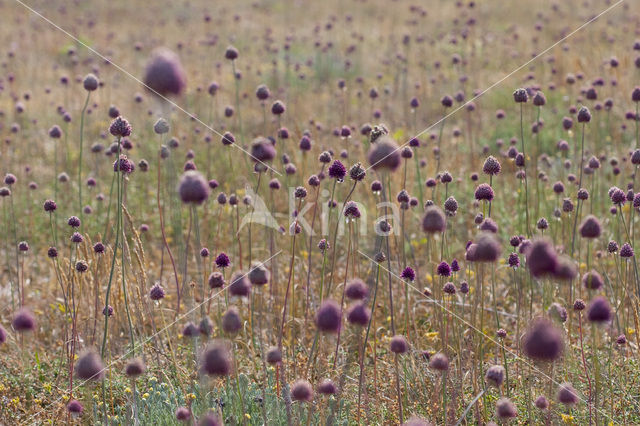 Allium sphaerocephalon